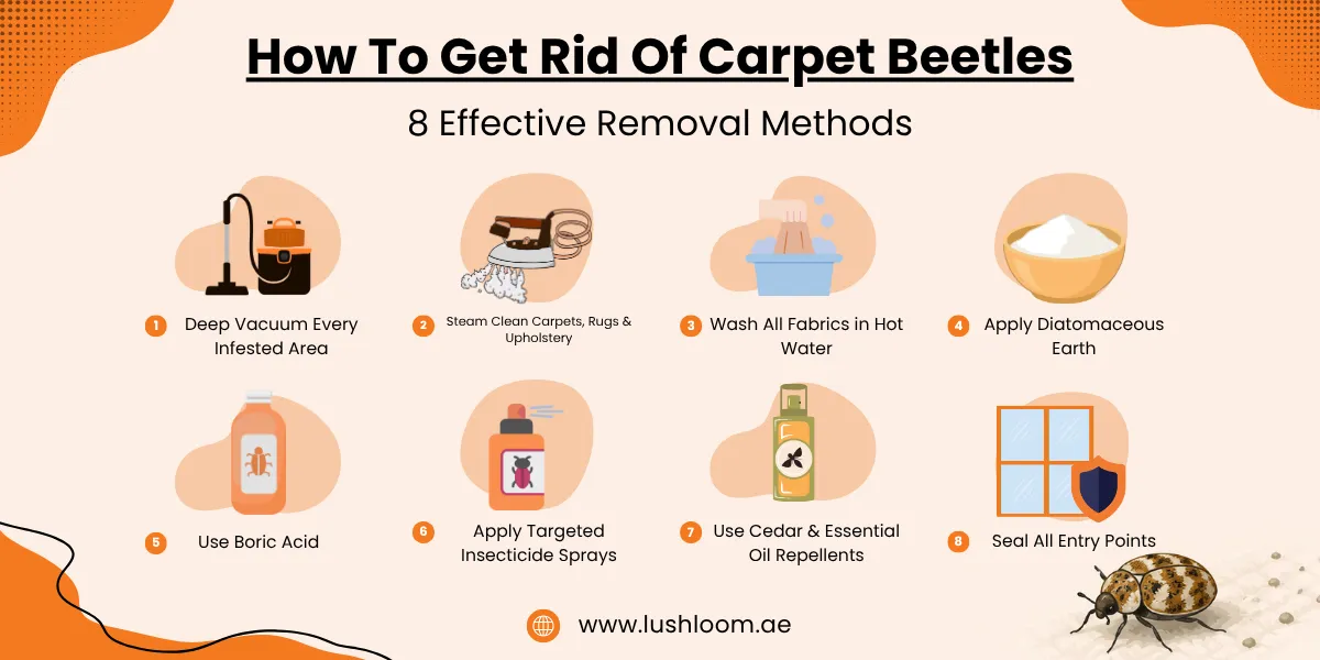 How To Get Rid Of Carpet Beetles? 8 Effective Removal Ways + Prevention Tips