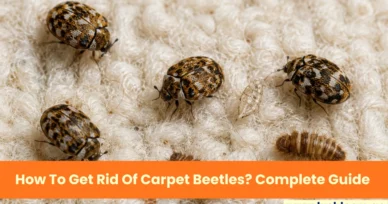 How To Get Rid Of Carpet Beetles?